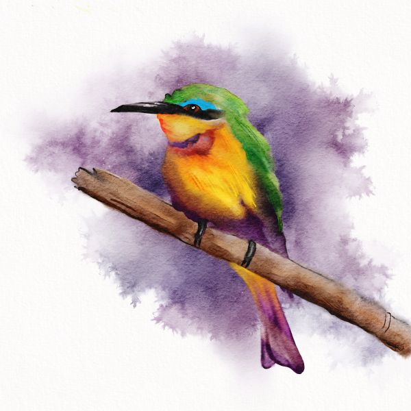 Bee-eater - watercolour painting in Procreate